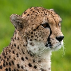  Cheetah-Facts