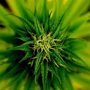 Marijuana-Facts