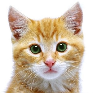 Cat Facts - 10 Incredibly Fun Facts about Cats - Interesting Facts