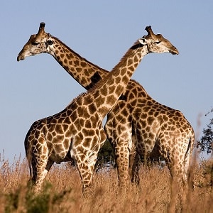 Giraffe-Facts