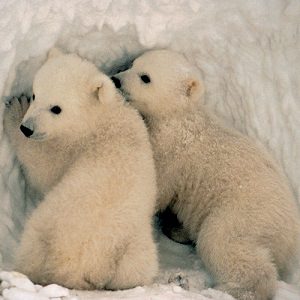 Polar-Bear-Facts