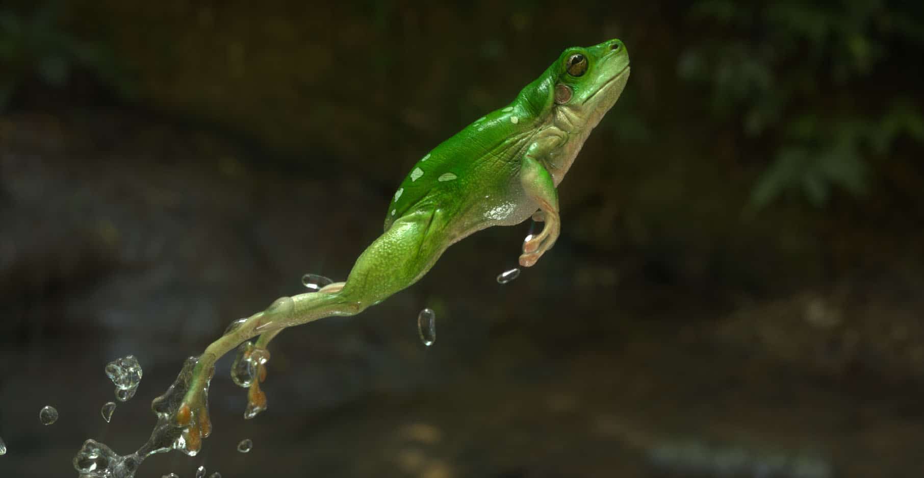 Frogs can jump and leap