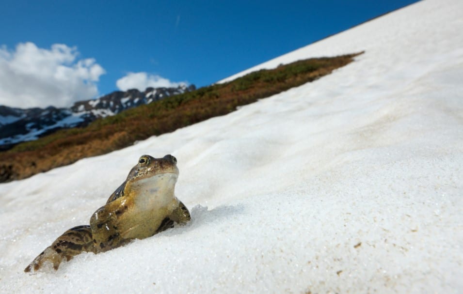 Frogs can survive extreme climates