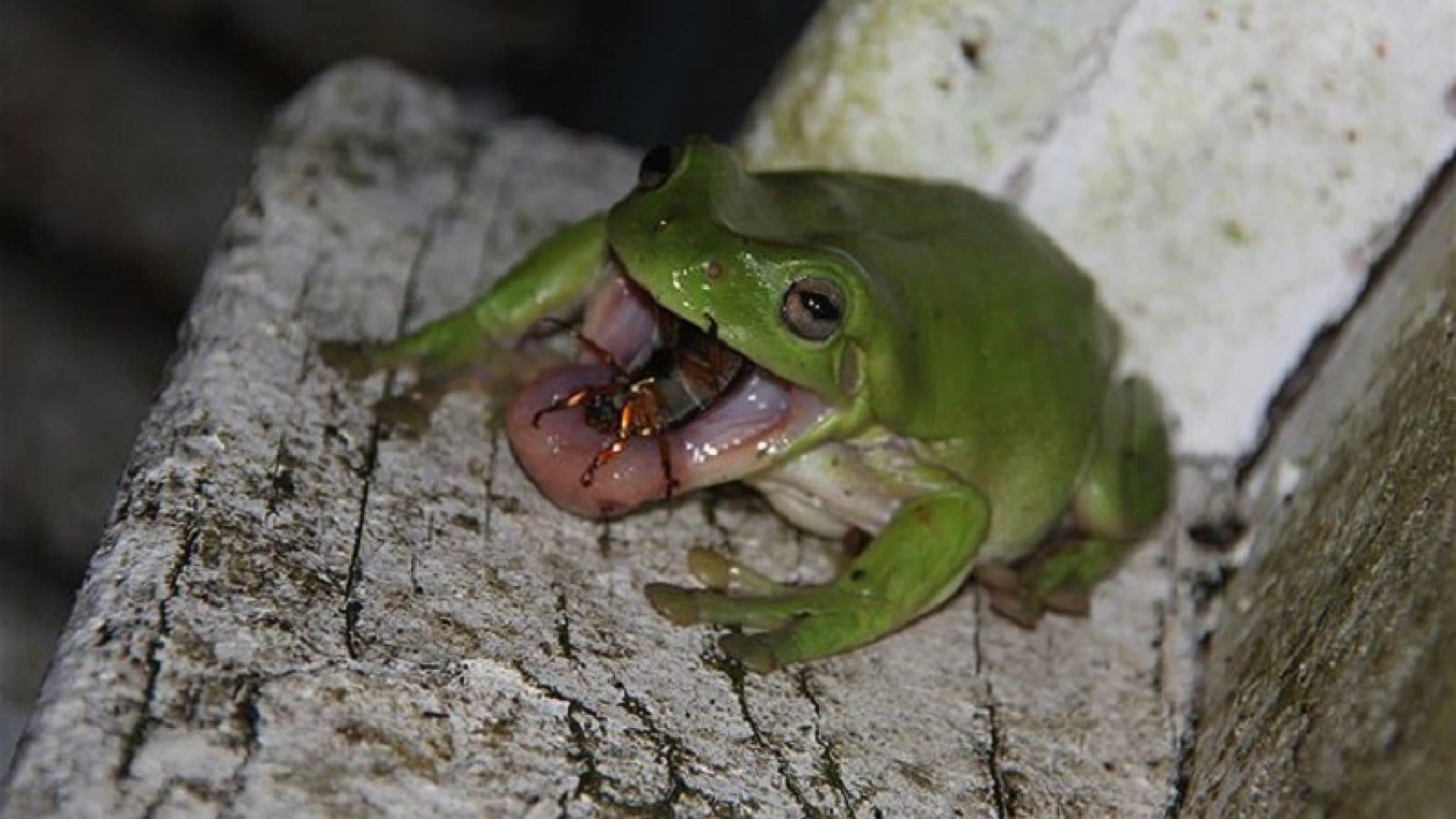 peculiar traits of purple tree frog