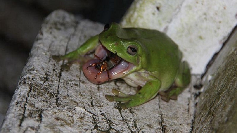 Frogs eat and drink