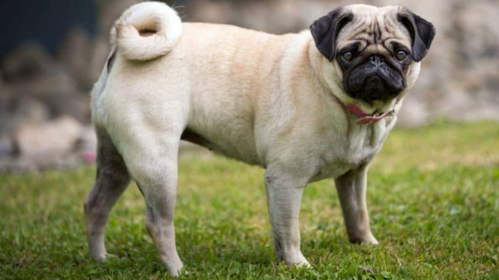 Pug Facts - 10 Amused Facts about Pug - Interesting Facts