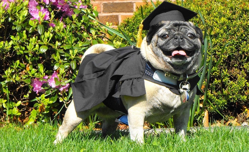 Pug graduate degree