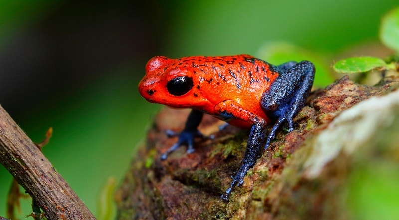 multi-colored Frogs