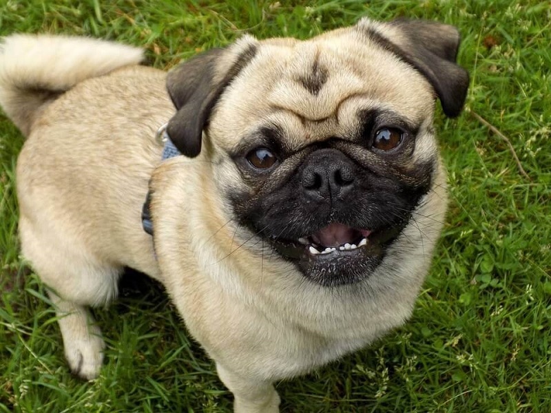 nature and personality of the Pug Dog