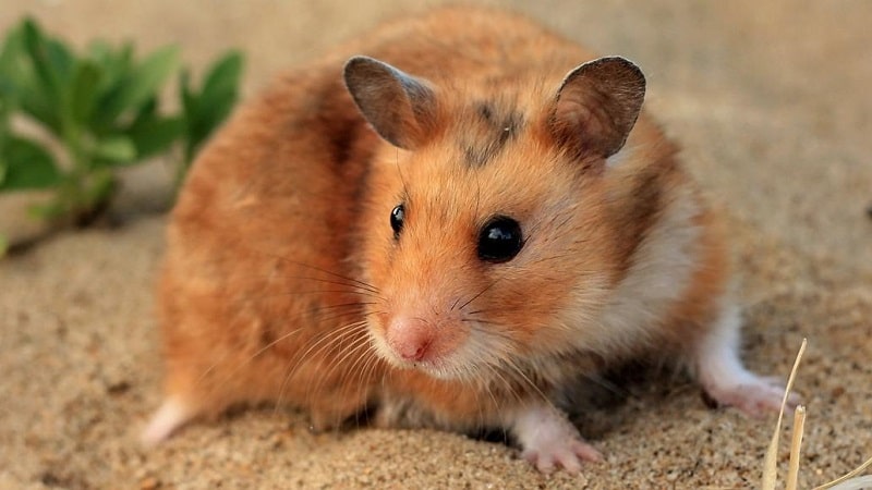 Syrian Hamster Care, Facts, Colors, Life Span – Shorthair