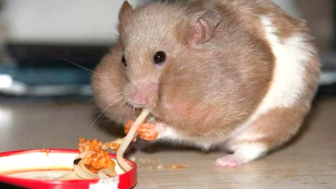 Hamsters keep food in their faces