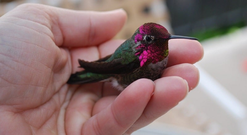 Hummingbird Life expectancy