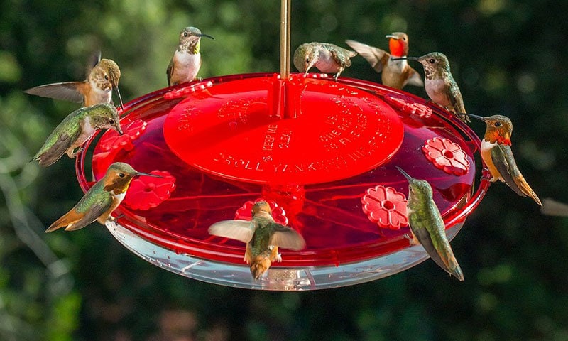 Hummingbird eating