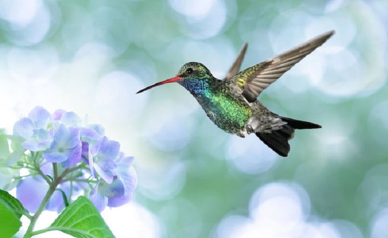 Hummingbird special meaning