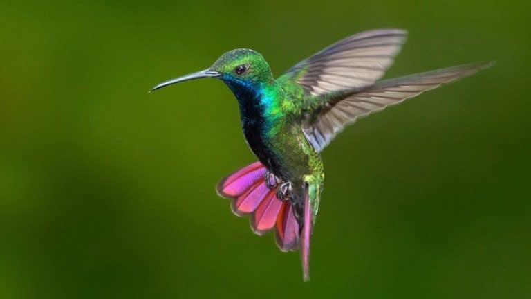 Hummingbirds Facts 10 Jaw Dropping Facts About Hummingbirds 0762