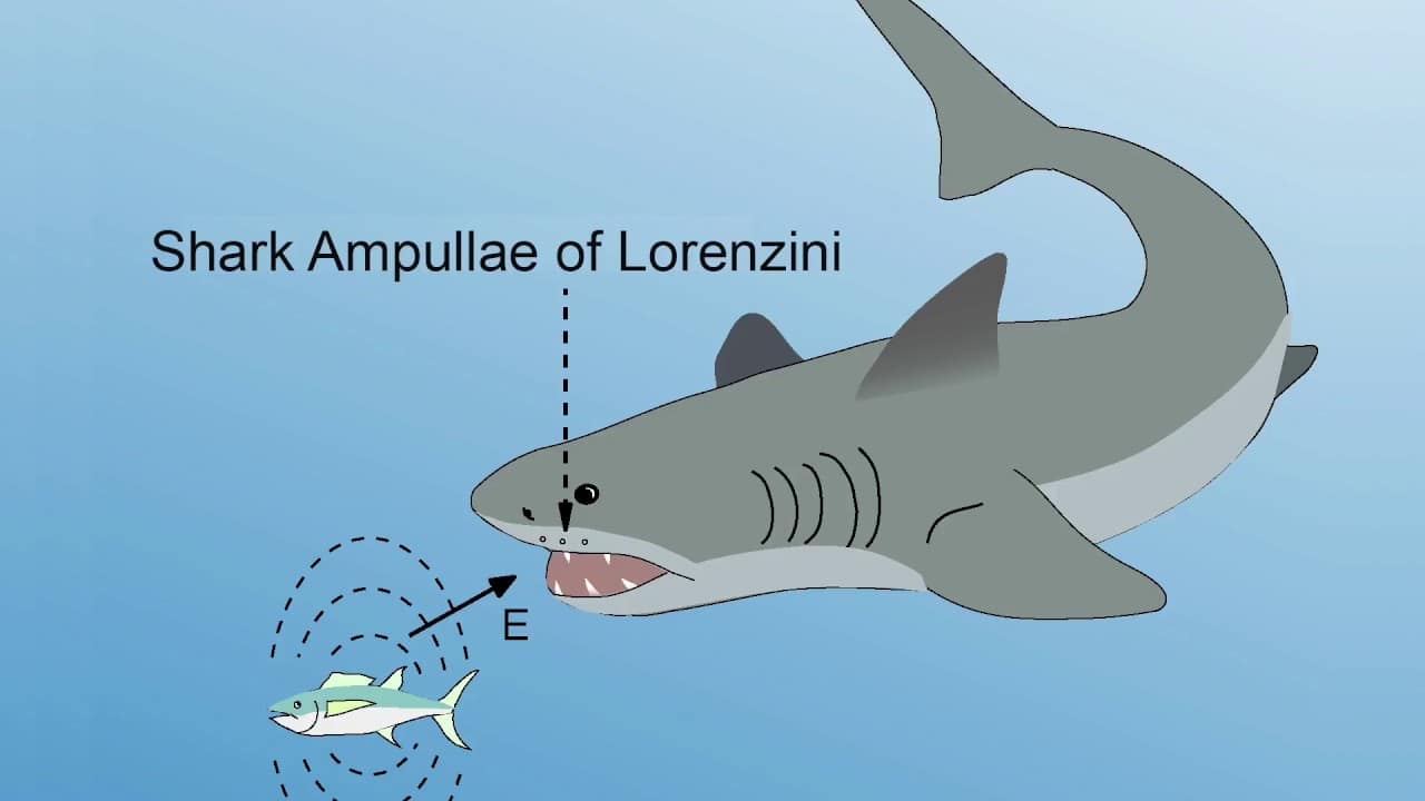 ampullae of lorenzini