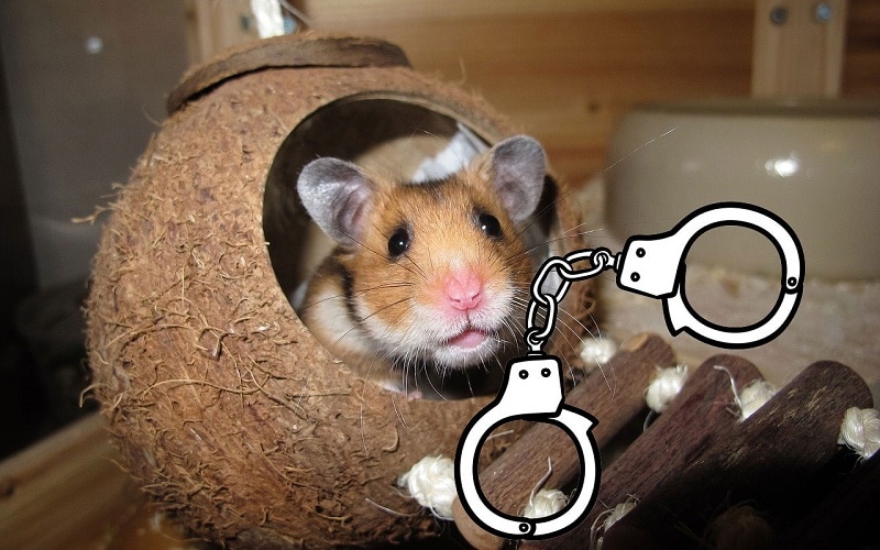 hamsters are banned