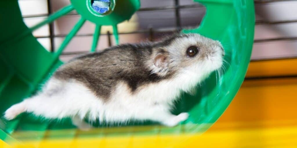 hamsters are fast runners