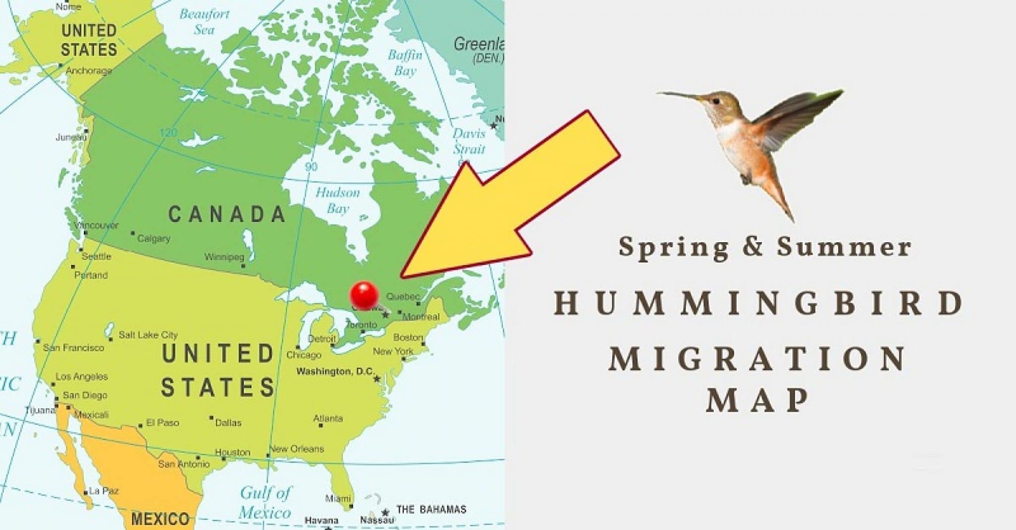 Hummingbirds Facts 10 JawDropping Facts About Hummingbirds
