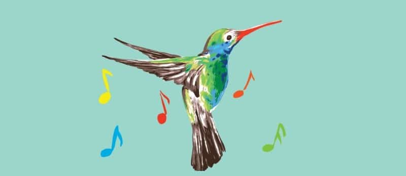 hummingbird singing