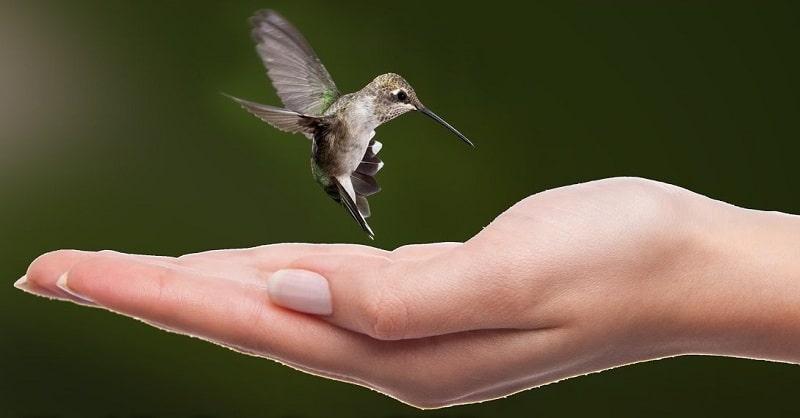 smallest and lightest bird in the world