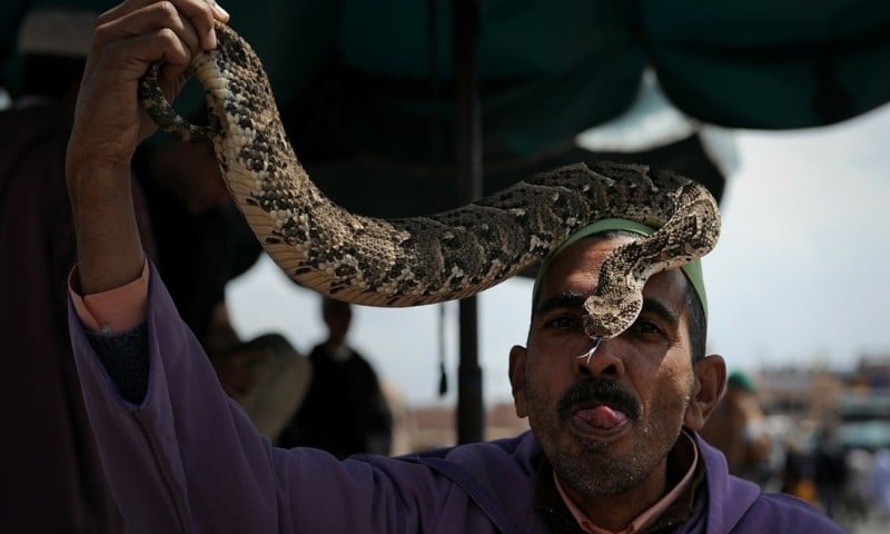 Snake charmers in Morocco