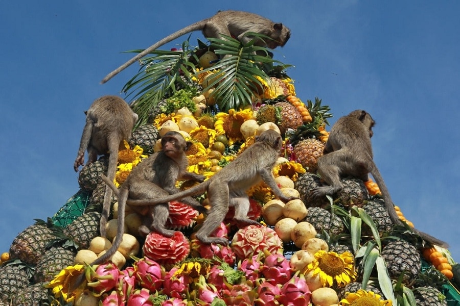 Thailand has an annual monkey festiva