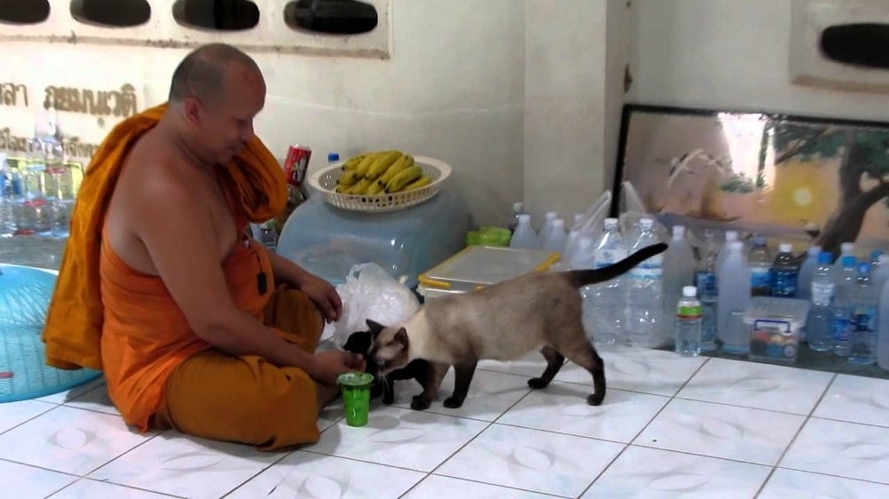 Buddhist monks with siamese cat