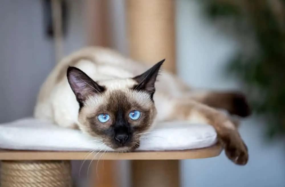 Siamese Cats are one of the few cats that can get depressed and lonely