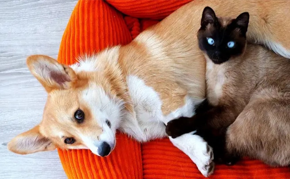 Siamese Cats are social and need company