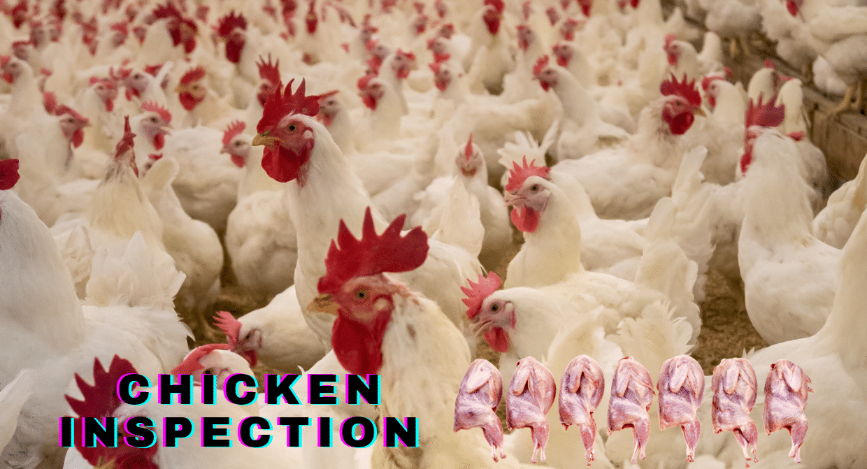 Chicken Inspection Facts