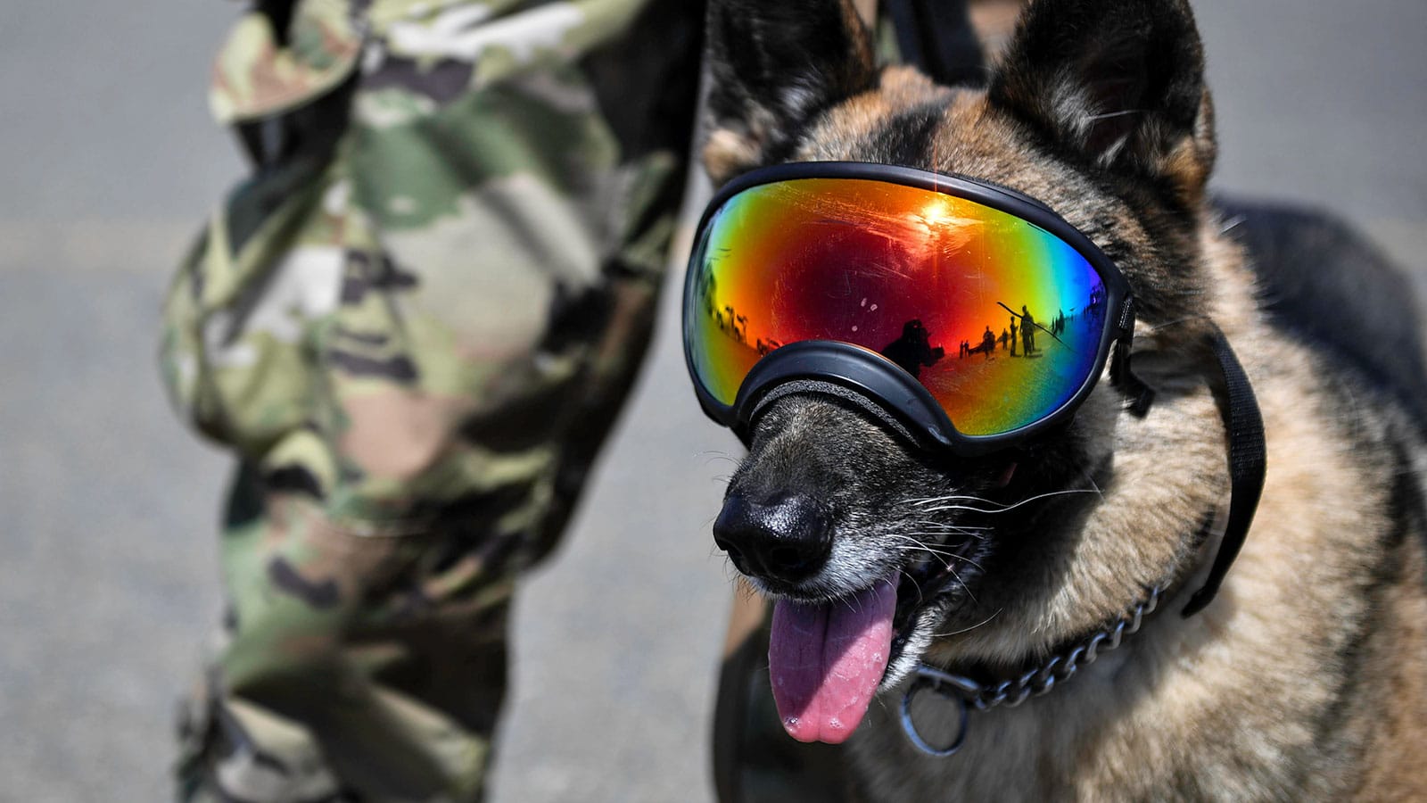 Dogs play an important role in the Military