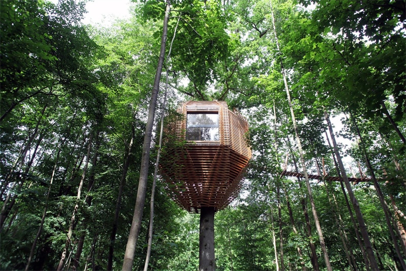 Forest treehouses
