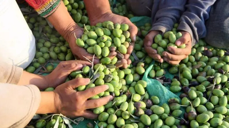 Olives are central to the culture and identity of Palestine