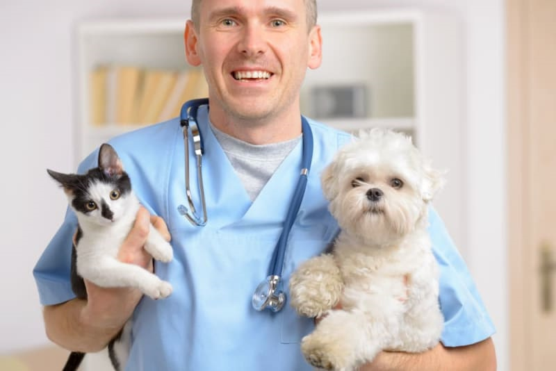 Holistic Veterinary Pet Treatments