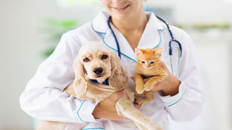 The Impact of Holistic Pet Care in The Overall Well-Being of Pets