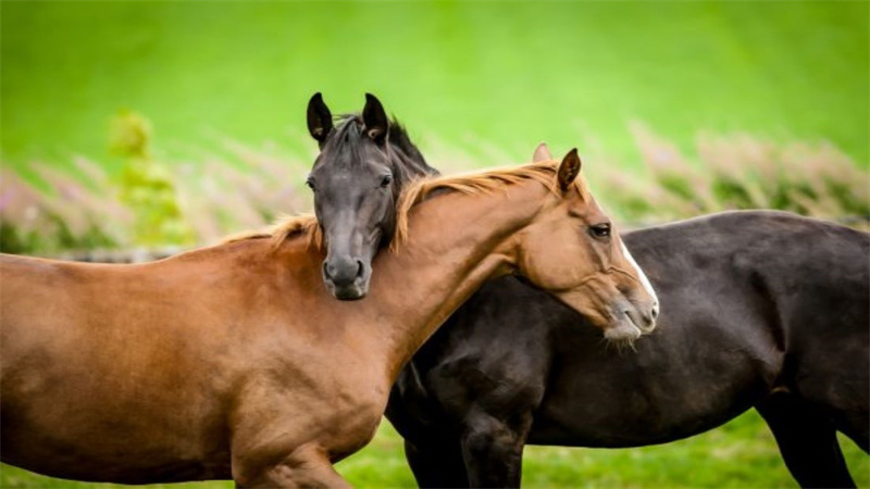 The Social Nature of Horses