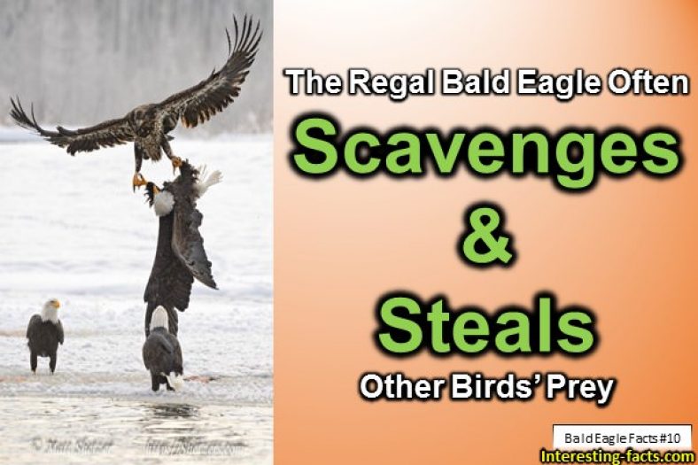 bald eagle interesting facts