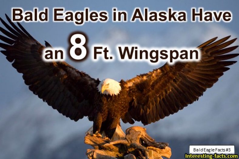 Bald eagle, facts and information