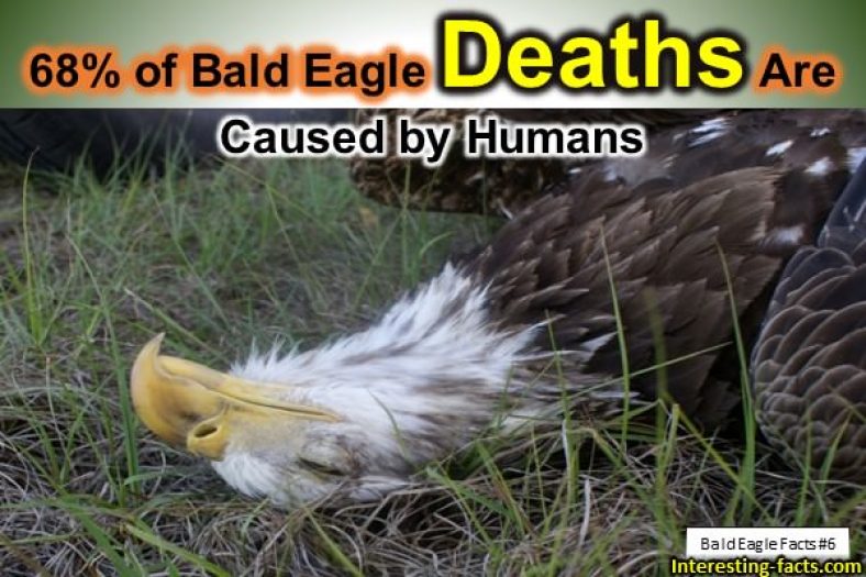 Bald Eagle Facts - Top 10 Facts about Bald Eagles - Interesting Facts