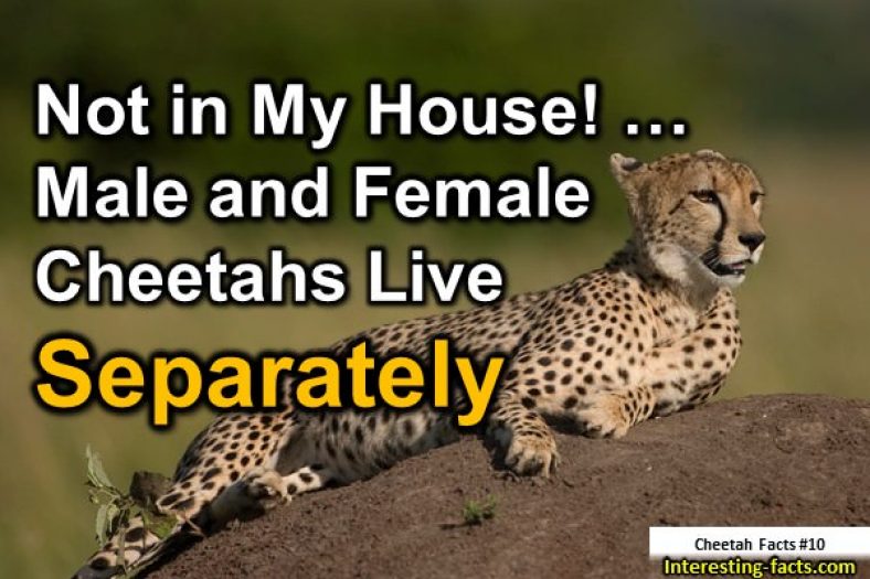 Cheetah Facts 10 Interesting Facts About Cheetahscheetah