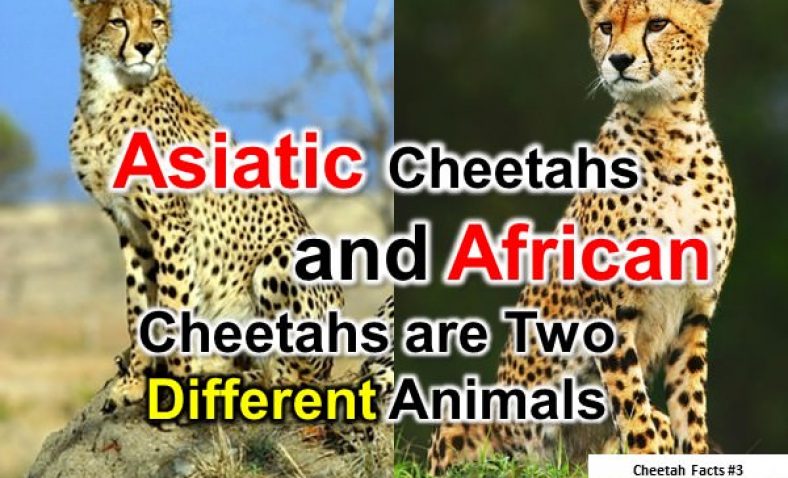 Cheetah Facts - 10 Interesting Facts about CheetahsCheetah Facts -  Interesting Facts