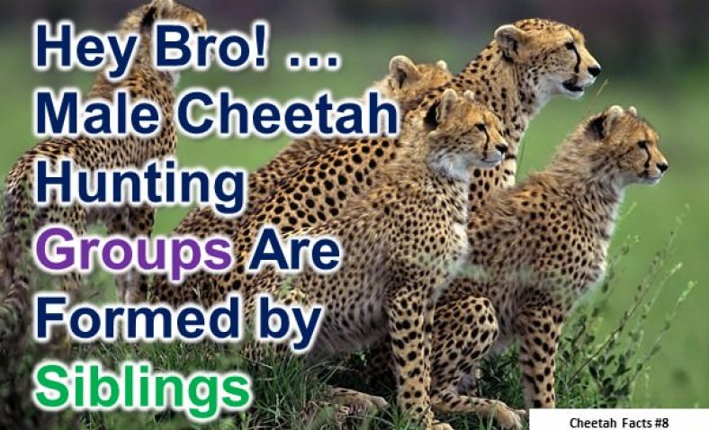 Cheetah Facts - 10 Interesting Facts about CheetahsCheetah Facts