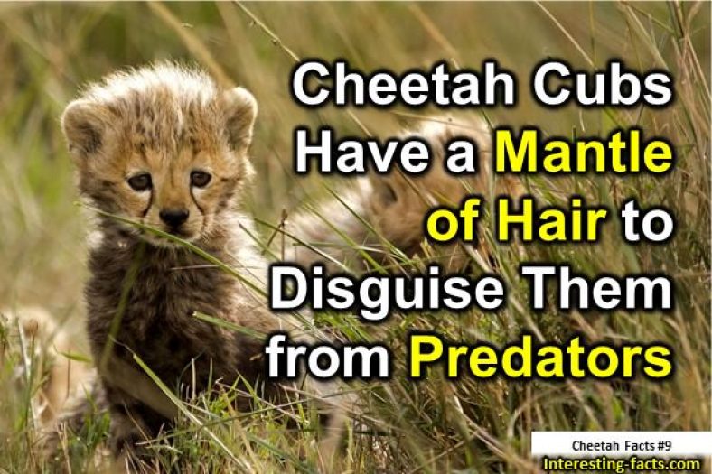 Cheetah Facts 10 Interesting Facts About Cheetahscheetah