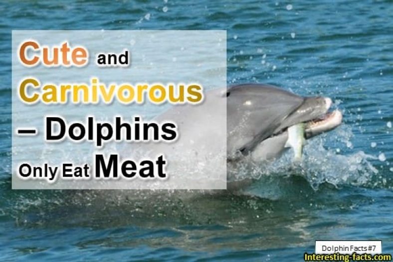 Dolphin Facts - 10 Fun facts about Dolphins - Interesting ...