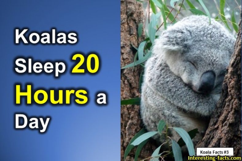 Koala Facts - 10 Interesting Facts about Koalas - Interesting Facts