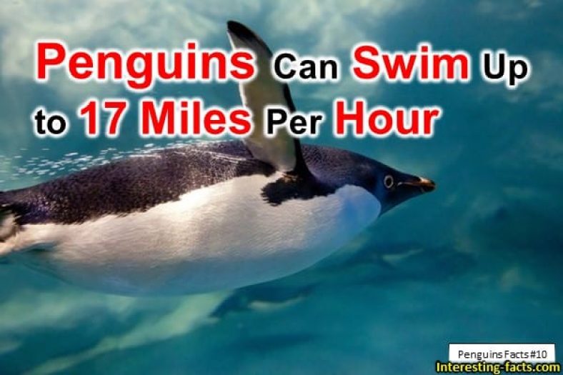 interesting habits do penguins have
